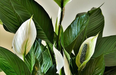 peace-lilies-houseplant