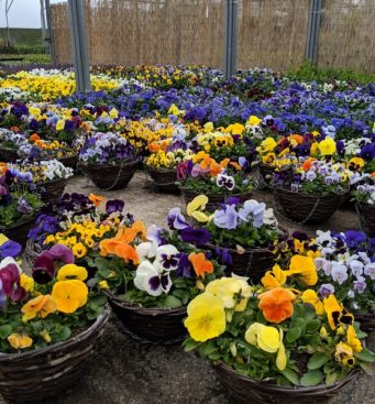 homegrown pansy hanging baskets
